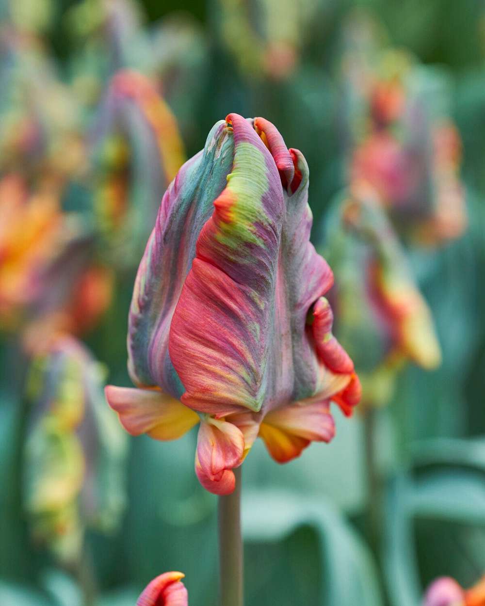 Tulipan 'Rasta Parrot'